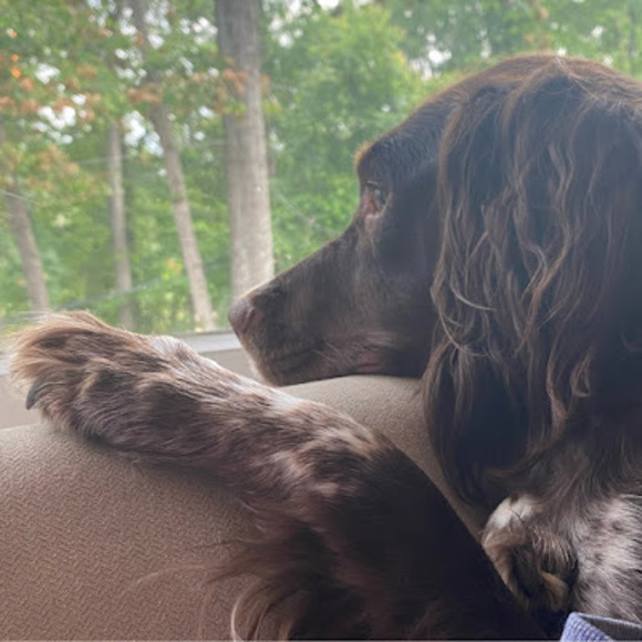 Meet your Posher, Finley - Picture 1 of 1